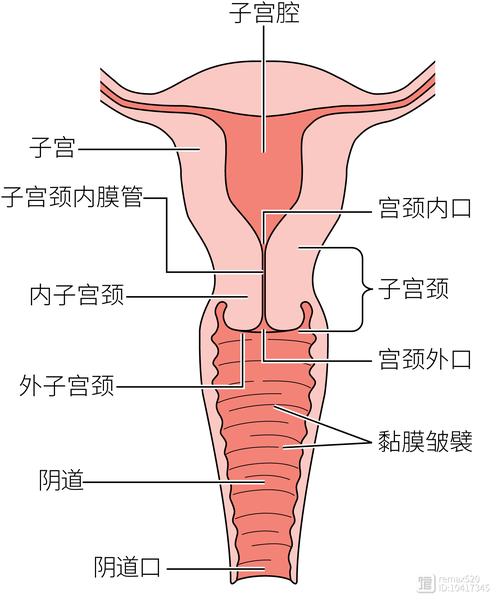 子宫环境
