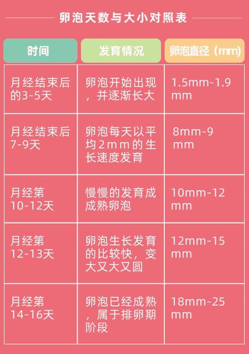 小卵泡发育