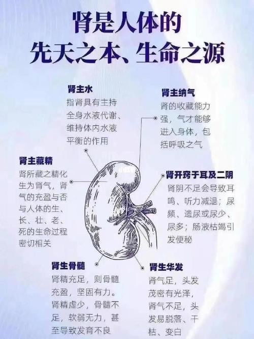 肾脏影响