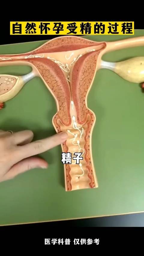 自然怀孕