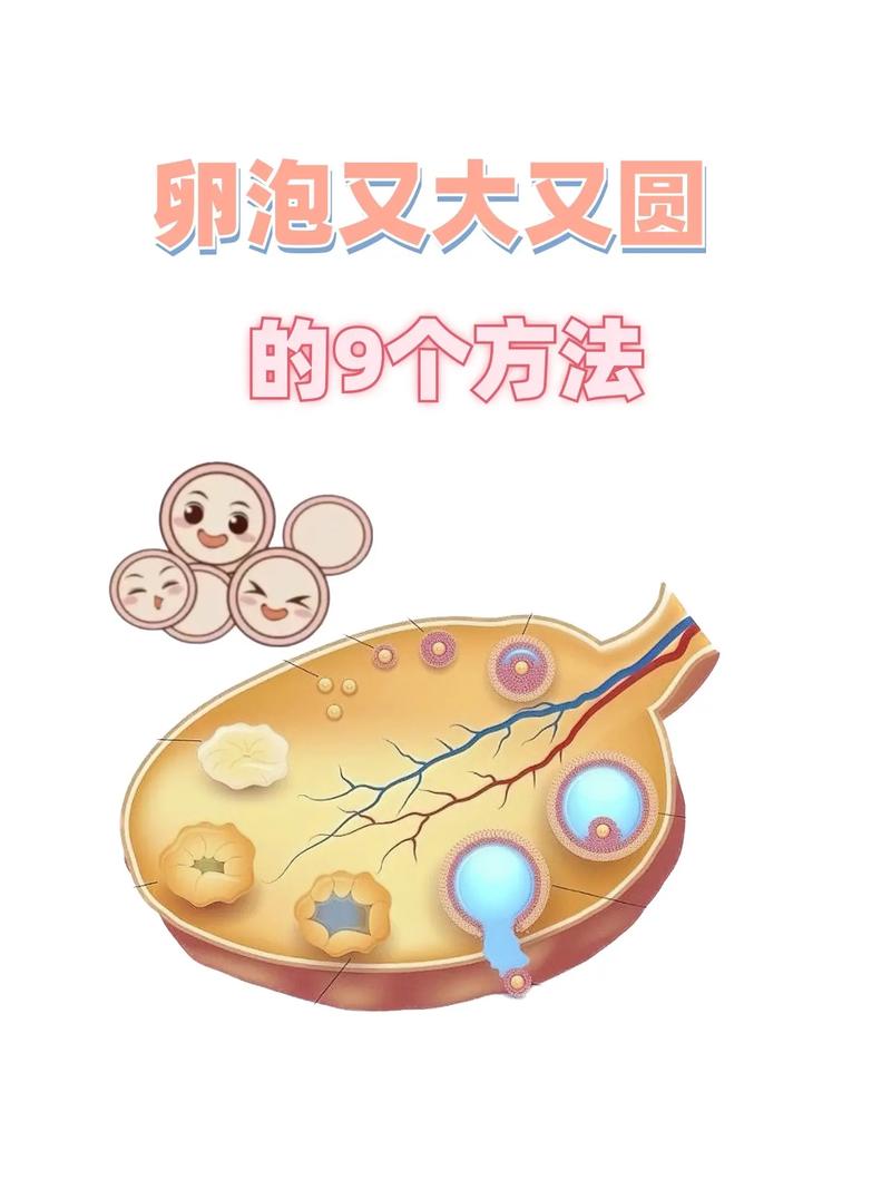 卵泡培养