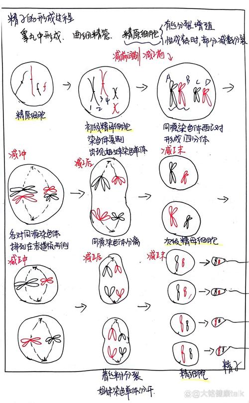 精子处理流程