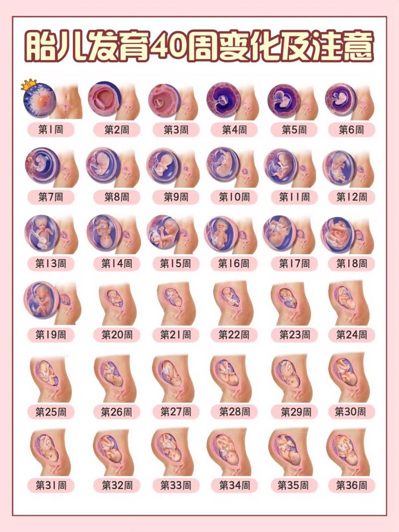 受精后 1-3 天
