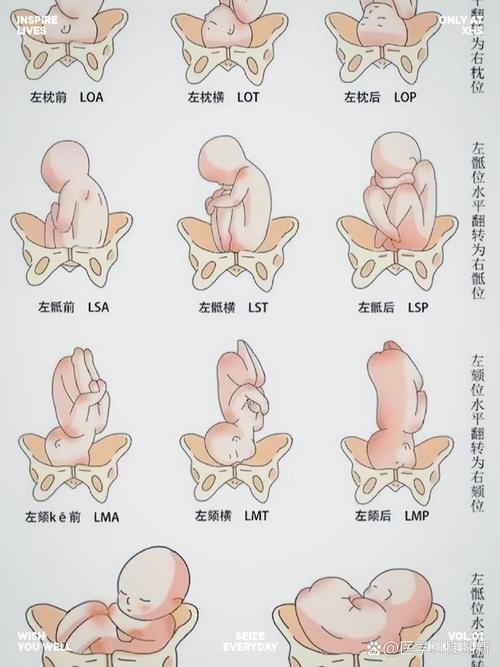 36周入盆