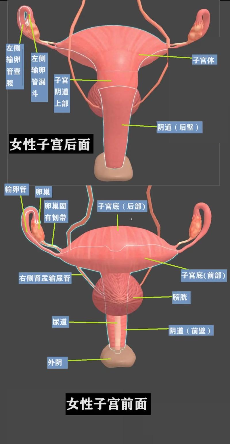 女方子宫环境