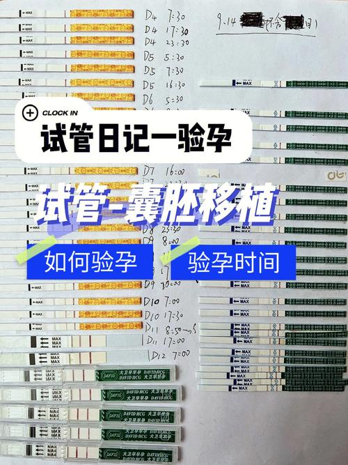 试管婴儿移植胚胎的过程与时间表