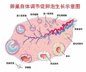 促排卵技术