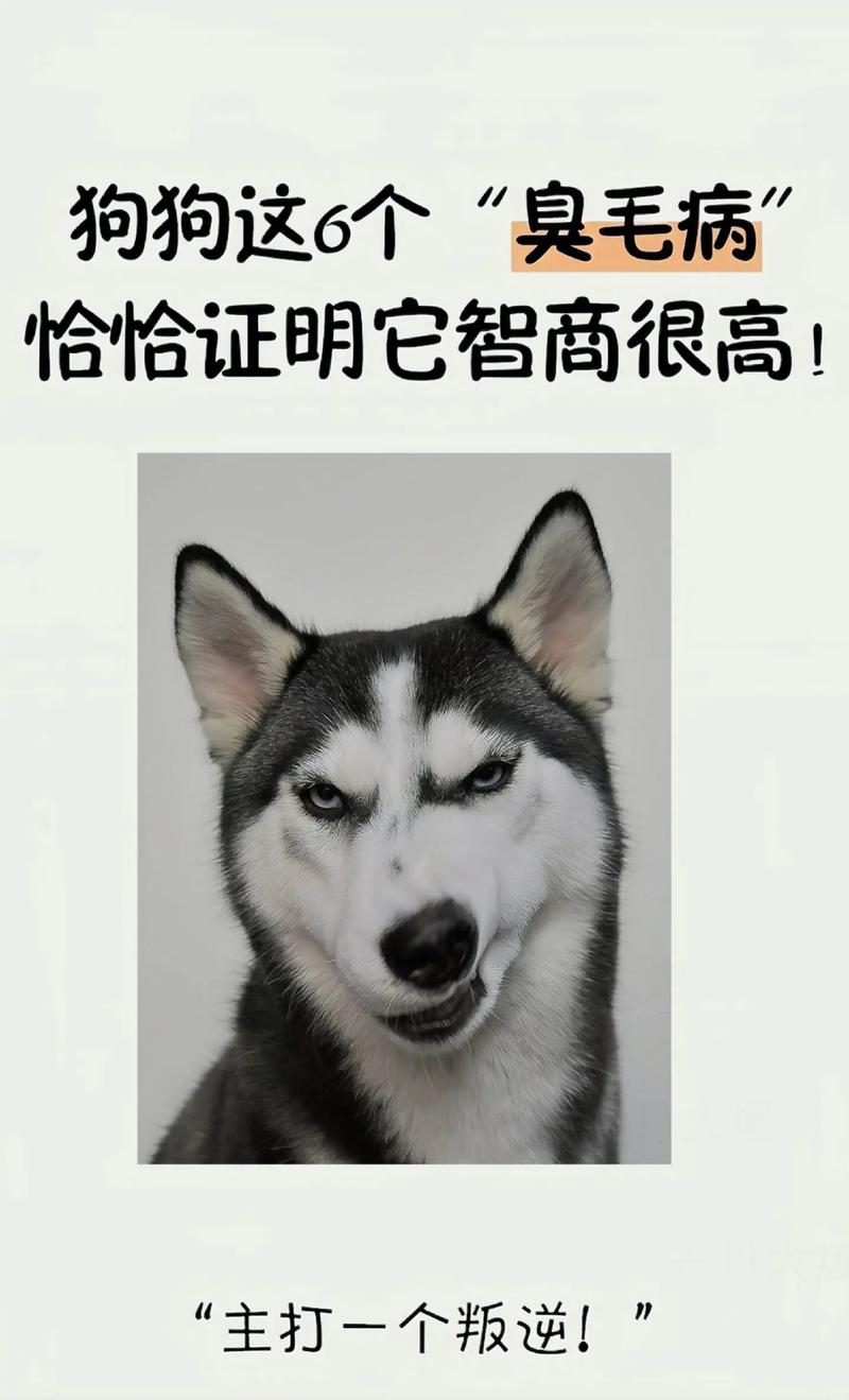 高智商