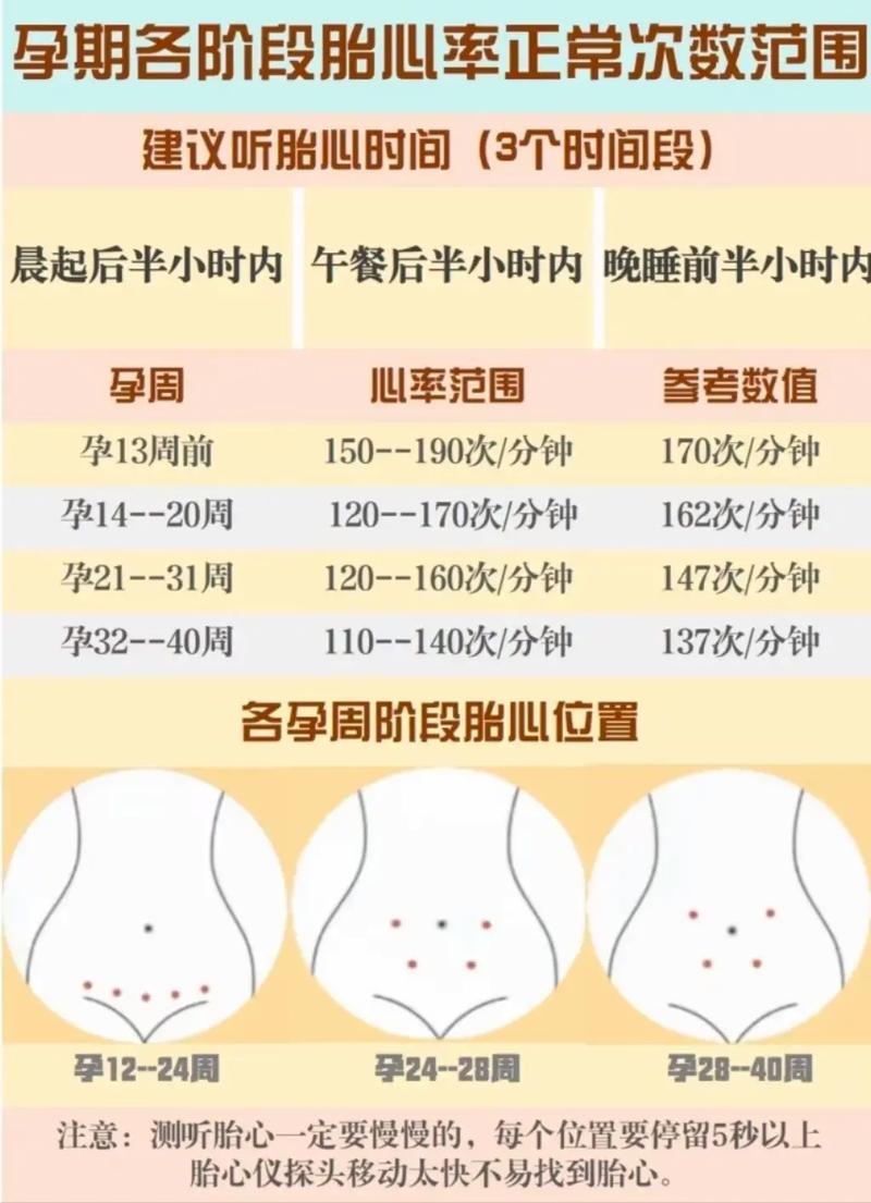 胎儿心率