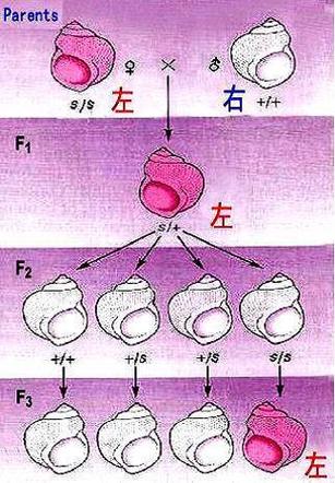 母体影响