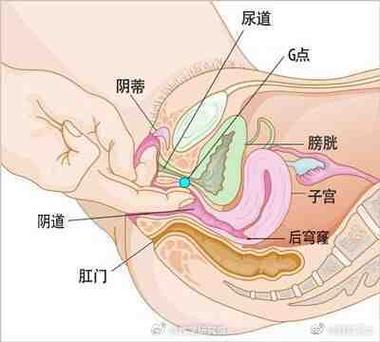 子宫植入位置
