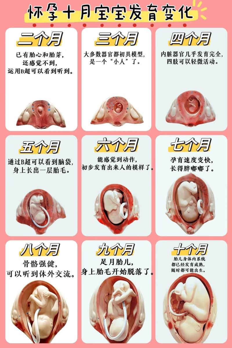 怀孕过程