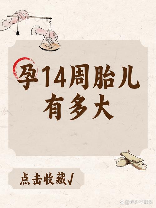 怀孕14周
