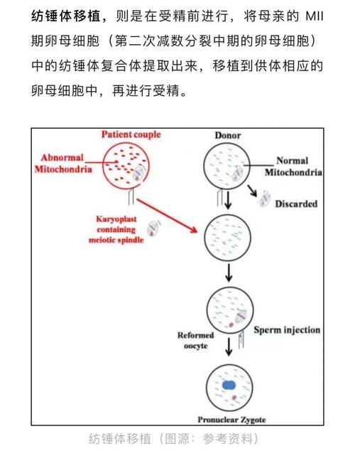  线粒体置换技术