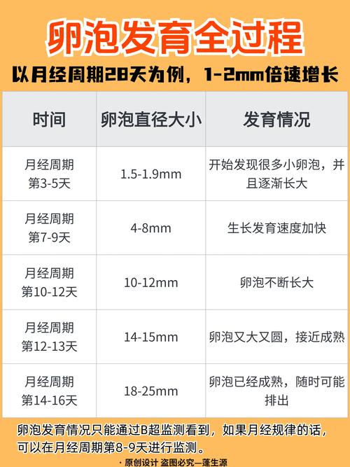 卵泡发育缓慢