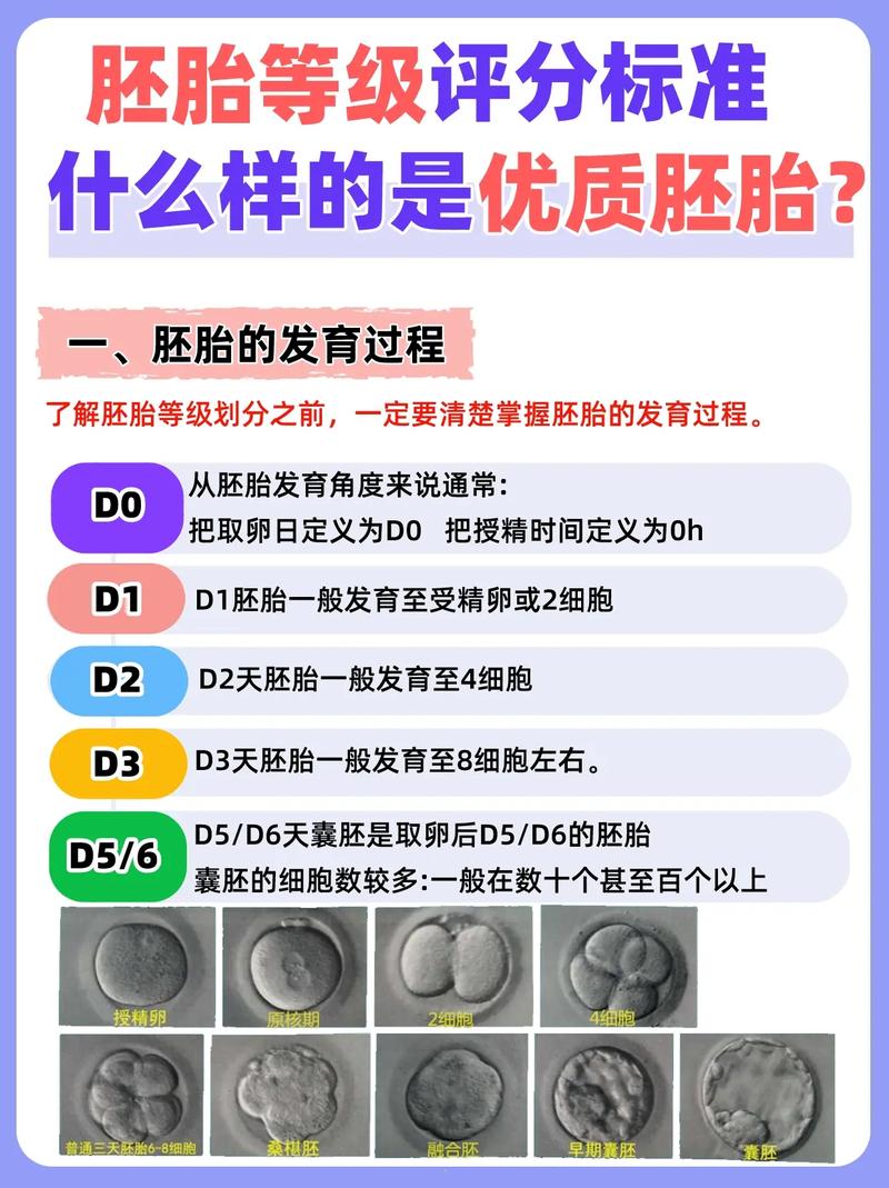 胚胎等级划分