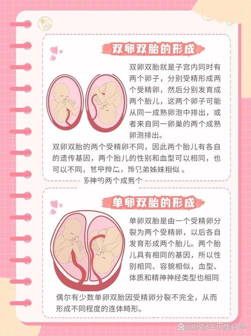  双胞胎成功率