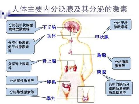  内分泌系统