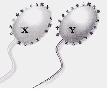 精子染色体筛选技术