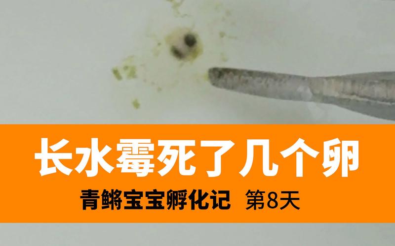 死卵
