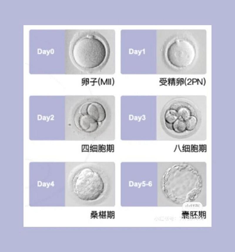8细胞胚胎