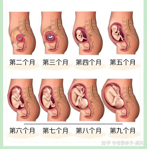 胚胎地位