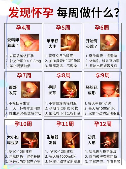 孕育密码