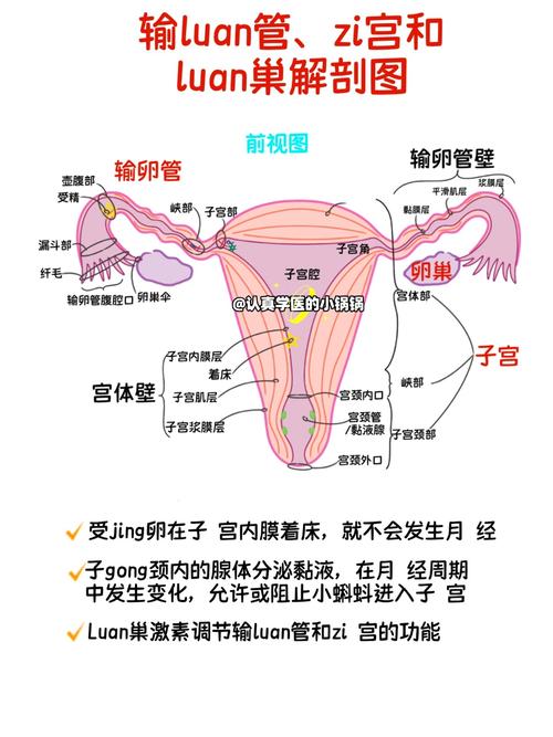 排卵管结构