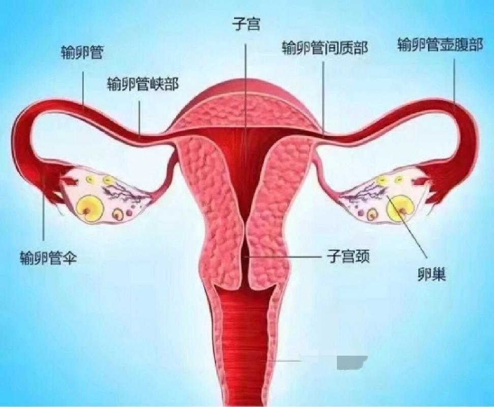 排卵管