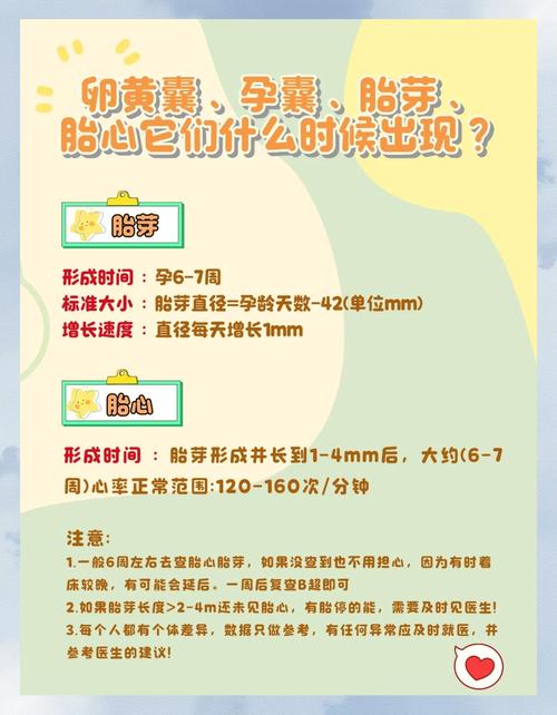 胚胎培育时间