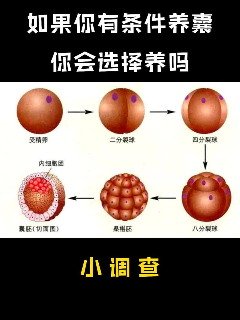  养囊