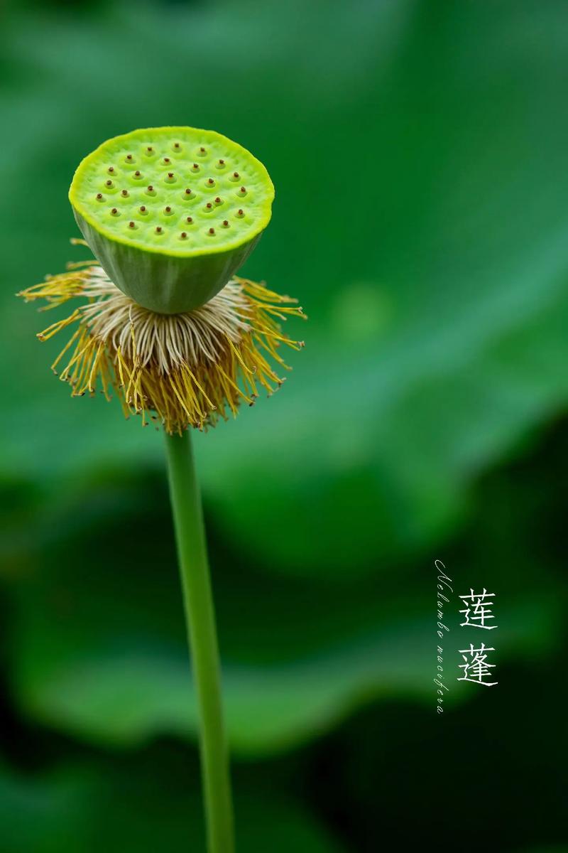  莲蓬