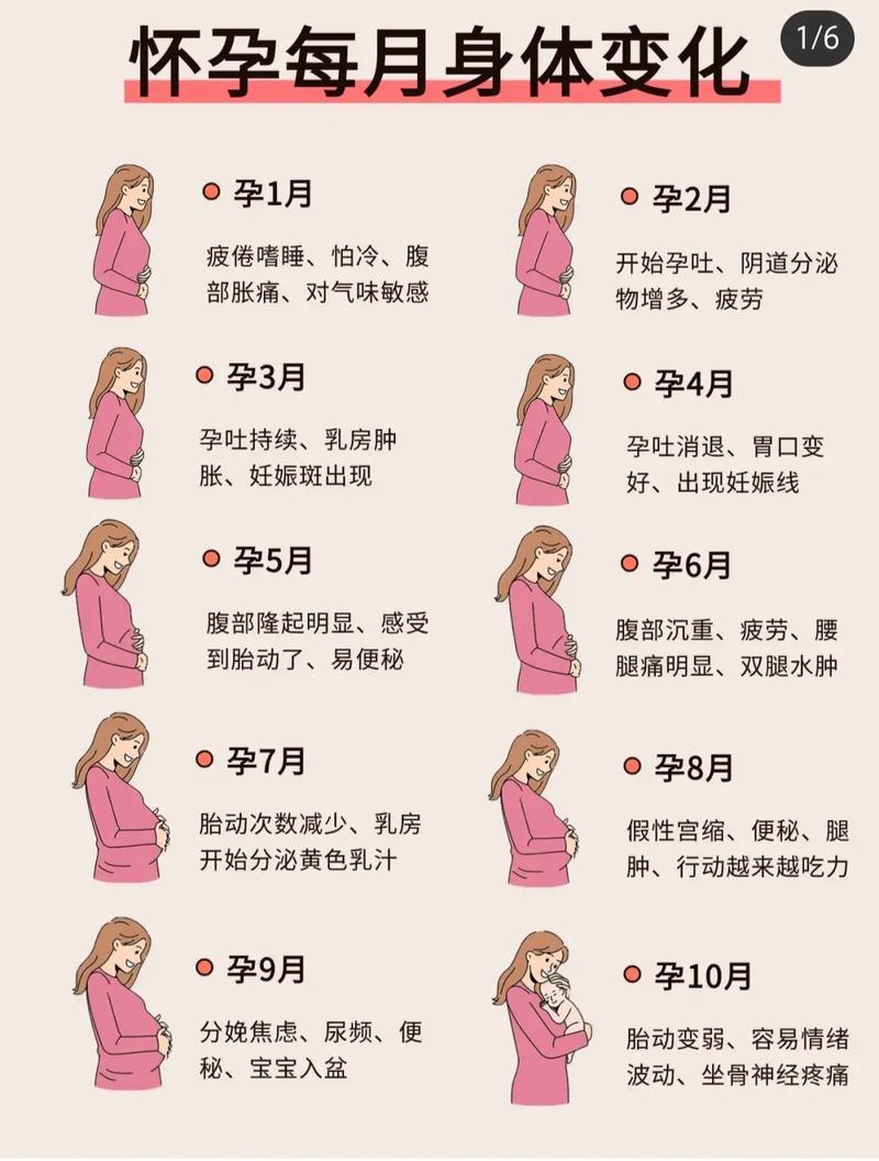 怀孕状态