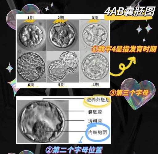 优胚