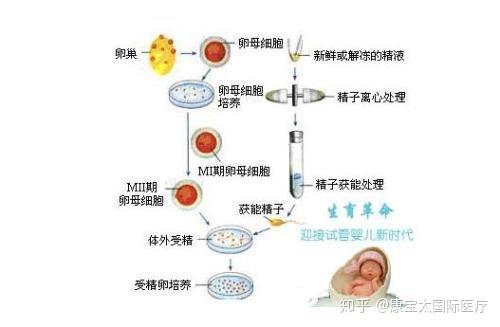 试管婴儿是否属于克隆技术的副产品？