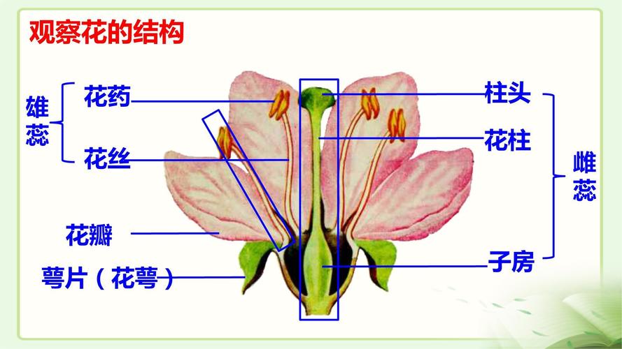 无性生殖