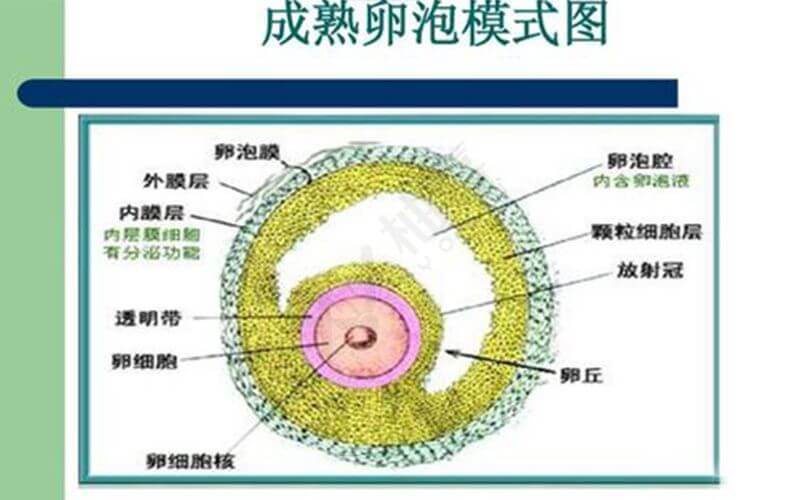 卵泡成熟