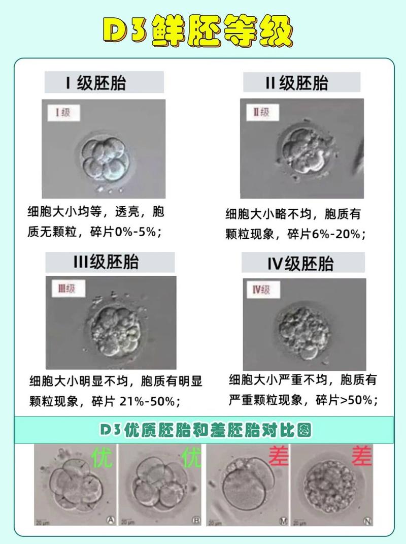  鲜胚等级