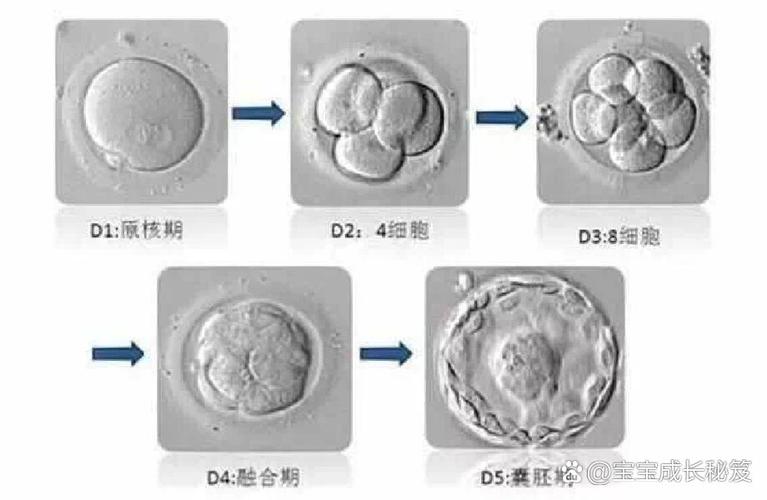 卵裂期胚胎移植