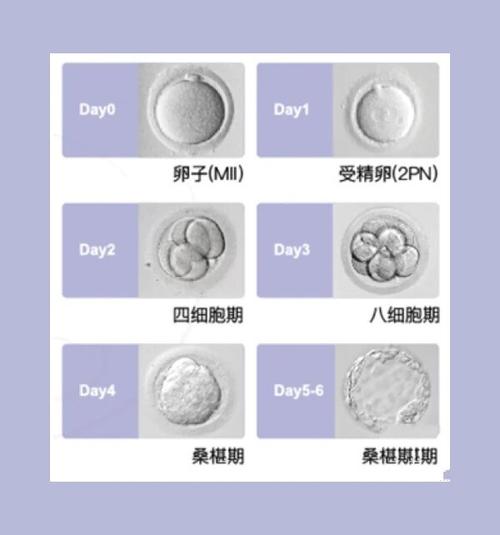  胚胎细胞数目