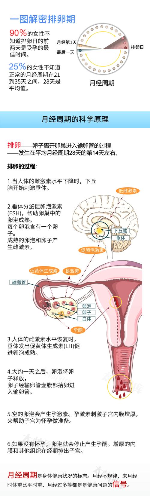  排卵过程