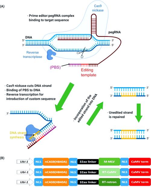  CRISPR-Cas9