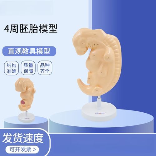  胚胎放大