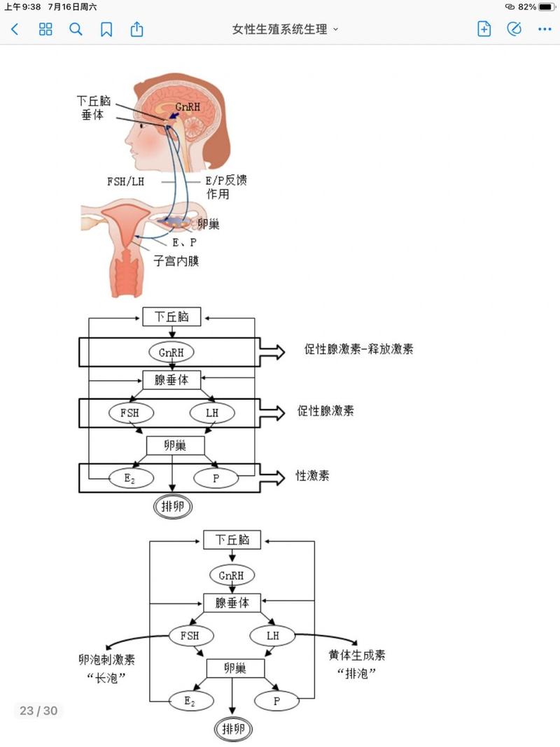 内膜调节