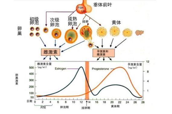 试管婴儿着床的激素水平及其影响因素分析
