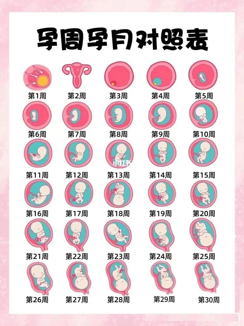 怀孕月份