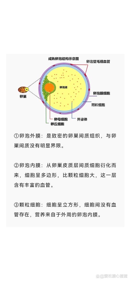 卵子成熟