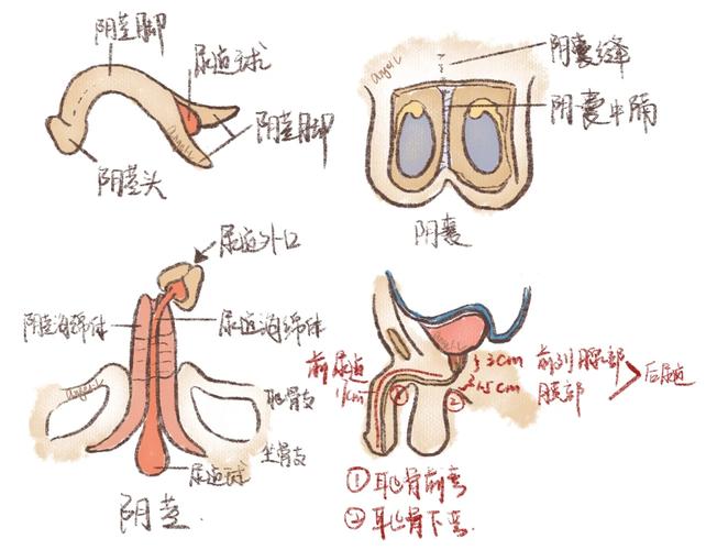 生殖机构
