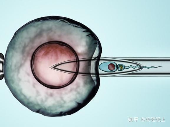 试管婴儿过程中为何会发生流血？原因探讨