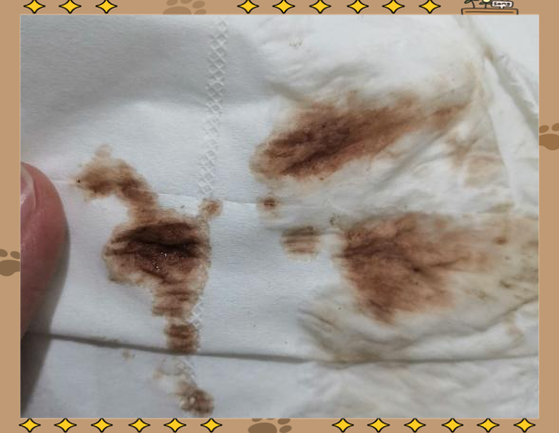 "试管婴儿5周出现血丝，是着床现象吗？